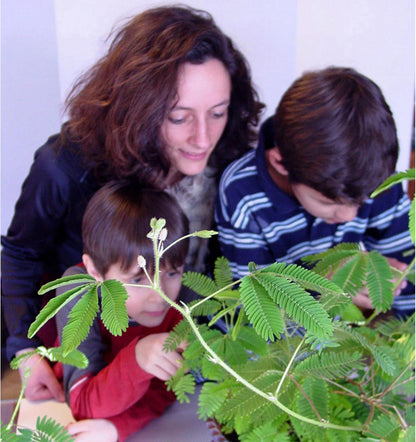 TickleMe Plant Deluxe Family Greenhouse Kit – Grow The Playful Plant That Closes Its Leaves When