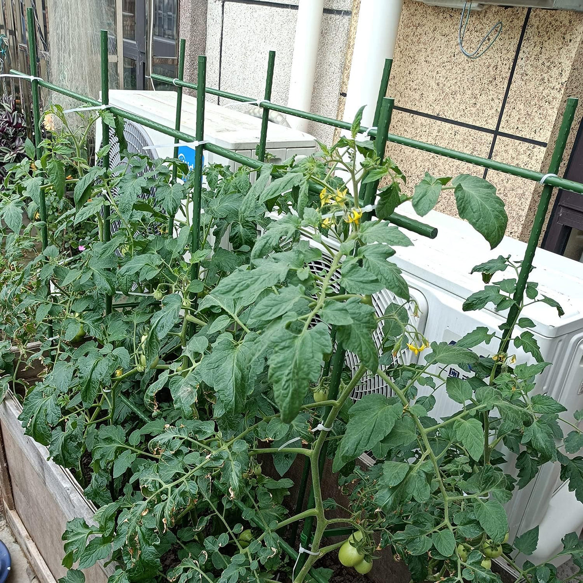 2Feet 24inch Garden Stakes Sturdy Plant Sticks Support Tomato Stakes for Vegetable,Pack of 20