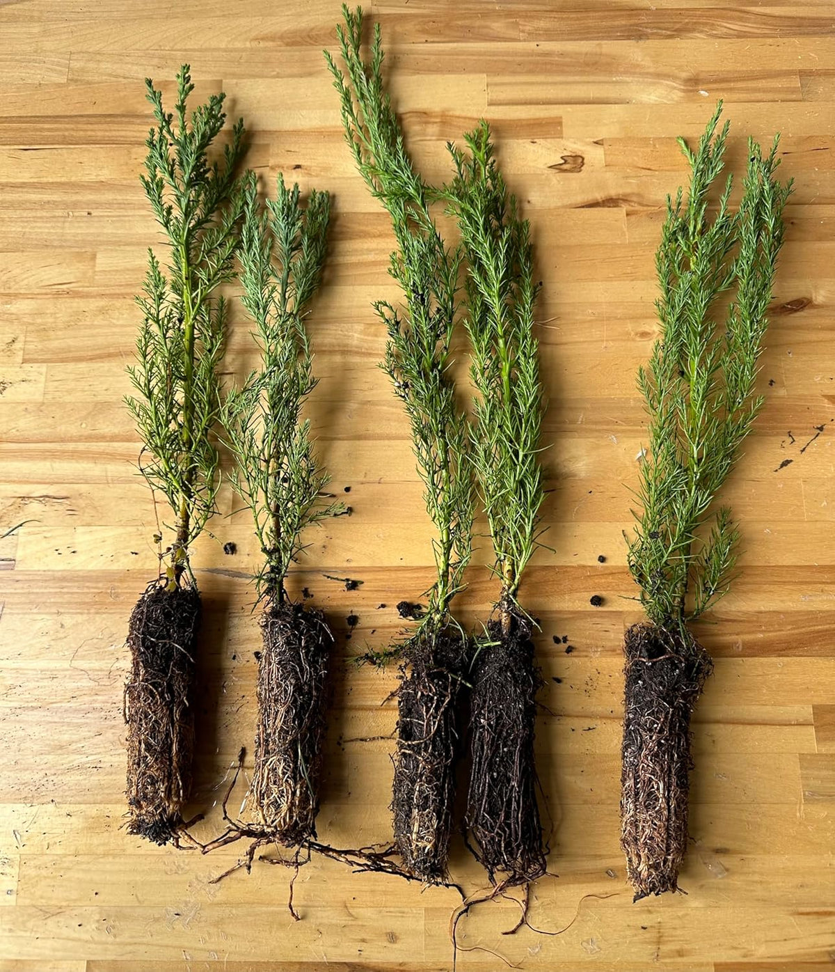 5 Live Giant Sequoia Tree Sapling (Approx. 1'-1.5' Tall)- Nature’s Giant in Your Backyard