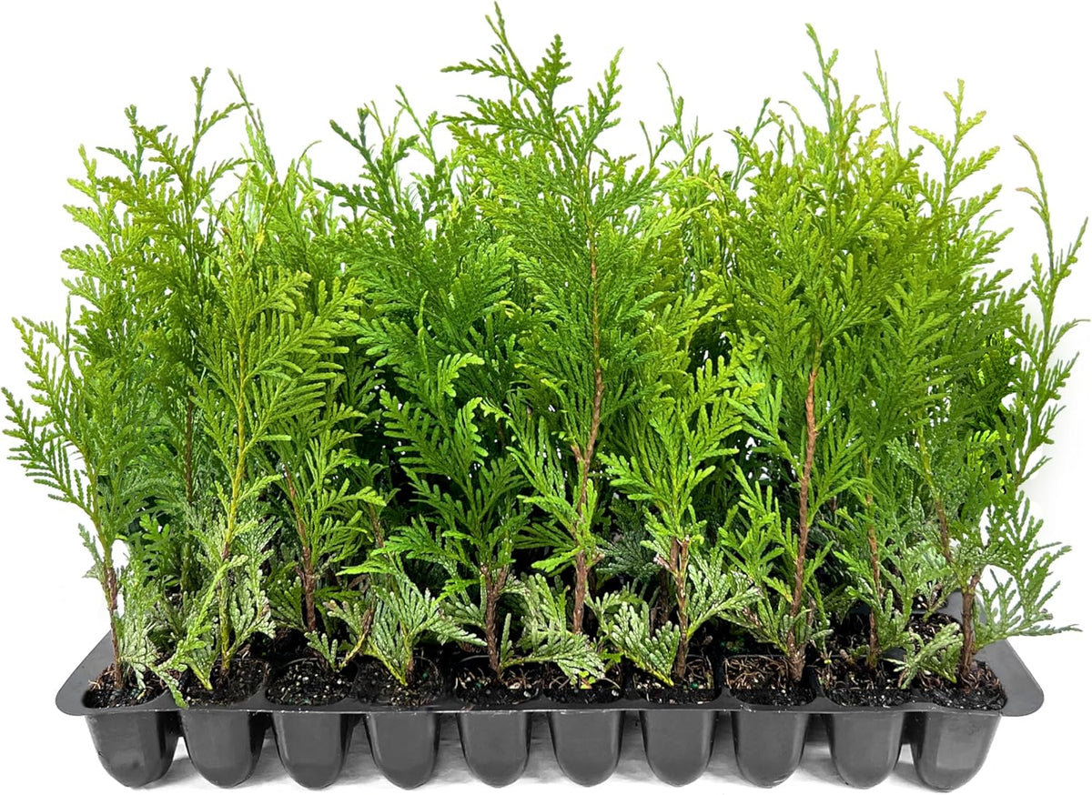 Thuja Green Giant | 50 Live Trees | Thuja standishii x plicata | Fast Growing Privacy Screen |