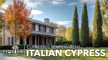 Italian Cypress | 1 Large Gallon Size Tree | Cupressus sempervirens | Narrow Evergreen Plants |