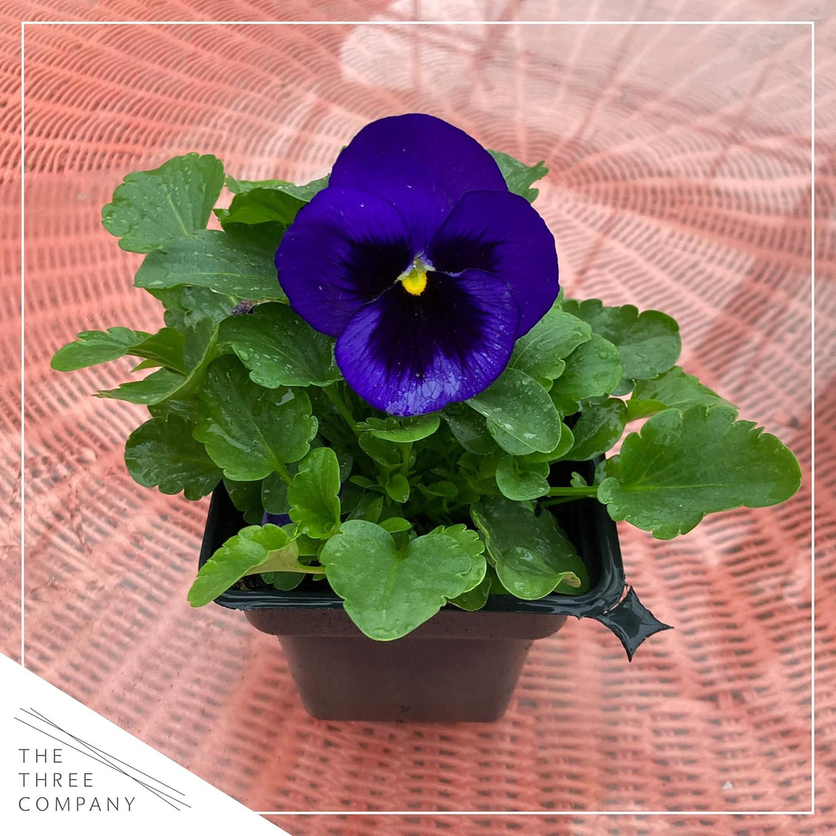 Live Healthy Flowering Pansies - Purple Blotch (4 Plants Per Pack), Beautiful Fall Color, 6" Tall