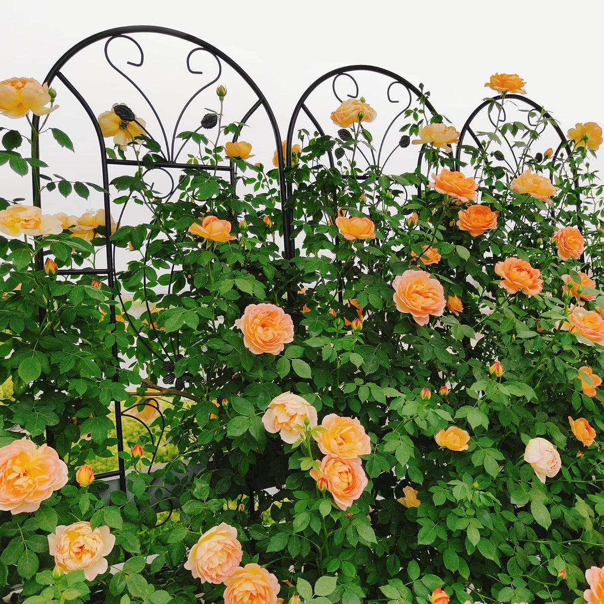 Garden Trellises, 4 Pack Black Metal Coated Rustproof Trellis for Climbing Plants Outdoor, Roses