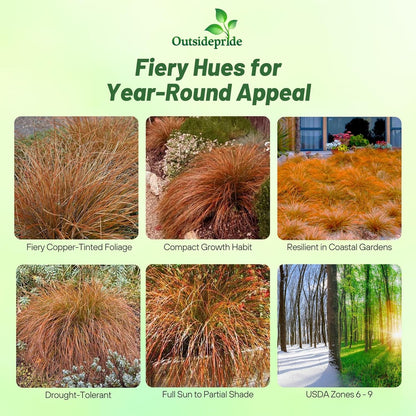 Outsidepride Carex Prairie Fire Ornamental Grass Seed – 200 Pcs. Perennial, Low-Maintenance