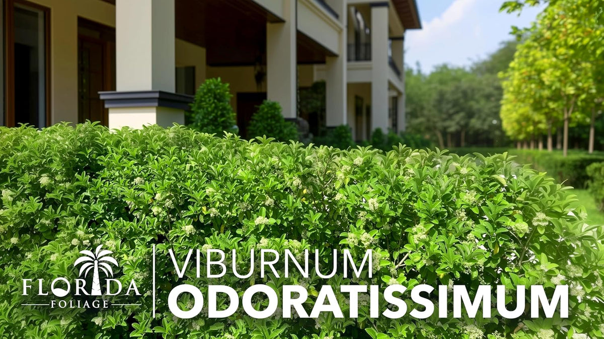 Viburnum Odoratissimum | 30 Live Plants | Viburnum odoratissimum | Fast Growing Privacy Hedge |