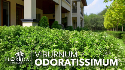 Viburnum Odoratissimum | 30 Live Plants | Viburnum odoratissimum | Fast Growing Privacy Hedge |