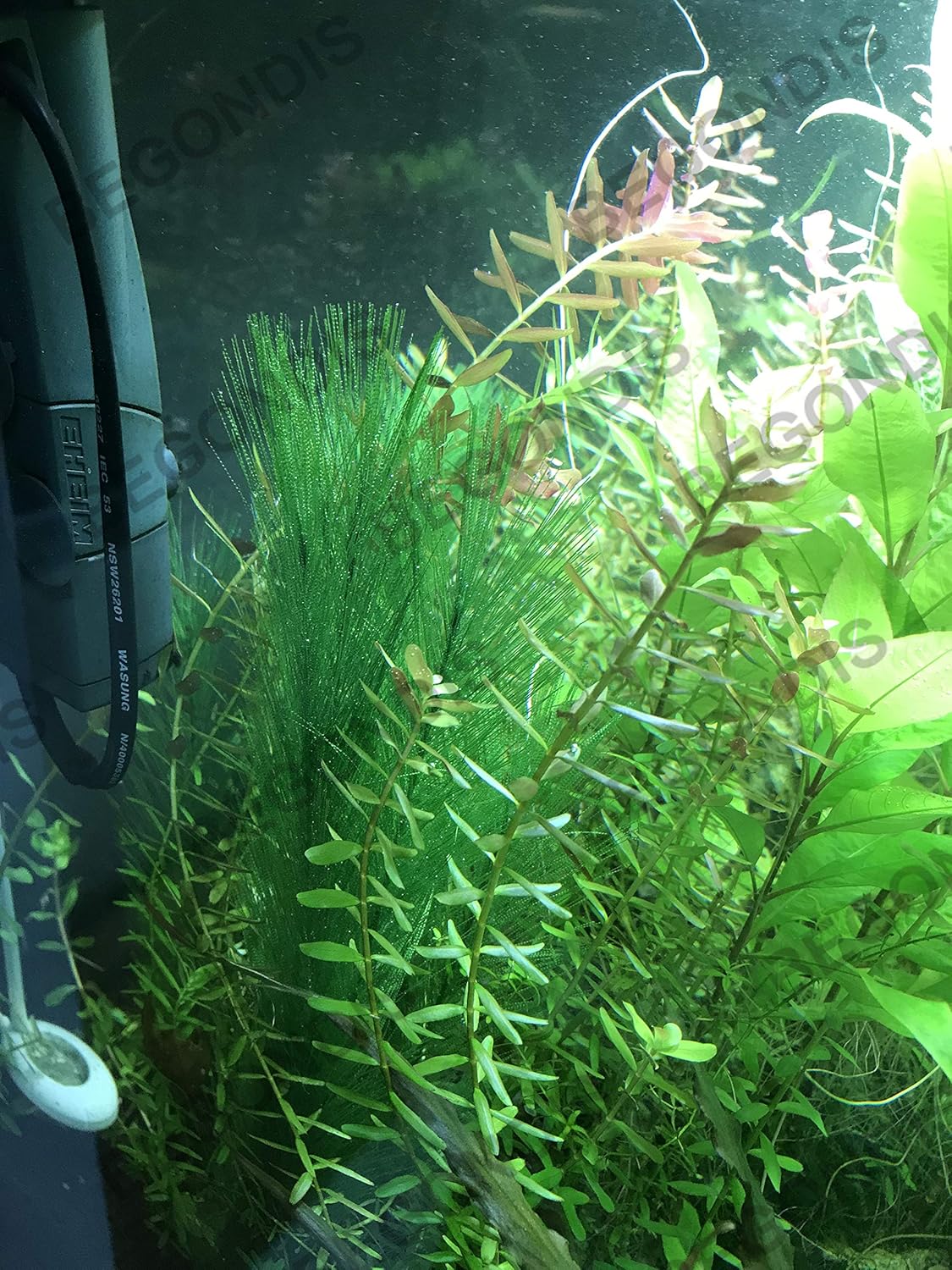 BEGONDIS Aquarium Decorations 3Pcs Fish Tank Artificial Green Water Plants Made of Silk Fabrics