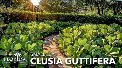 Clusia Guttifera Small Leaf | 30 Live Plants | Clusia guttifera | Privacy Hedge Plants | Evergreen
