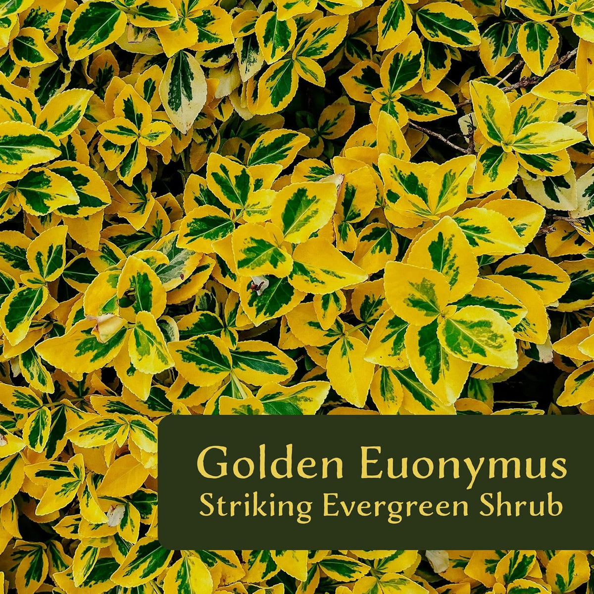 3 Golden Euonymus Shrubs | Live Plants in 2.5-inch Nursery Cubes | Japonica ‘Aureo-Marginatus’