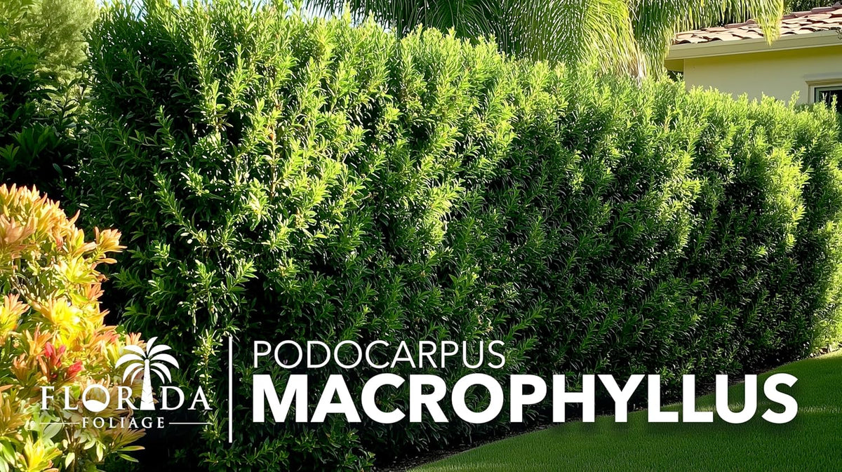 Podocarpus Macrophyllus Japanese Yew | 20 Live Plants | Podocarpus macrophyllus | Privacy Hedge