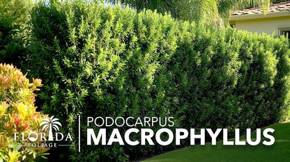 Podocarpus Macrophyllus Japanese Yew | 50 Live Plants | Podocarpus macrophyllus | Privacy Hedge