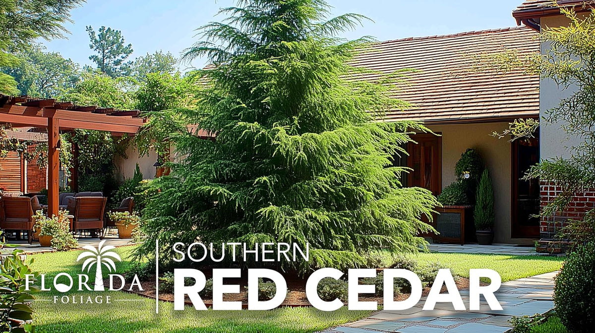 Southern Red Cedar | 2 Live Gallon Size Pots | Juniperus Virginiana Silicicola | Evergreen Privacy