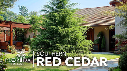 Southern Red Cedar | 3 Live 4 Inch Pots | Juniperus Virginiana Silicicola | Evergreen Privacy Trees