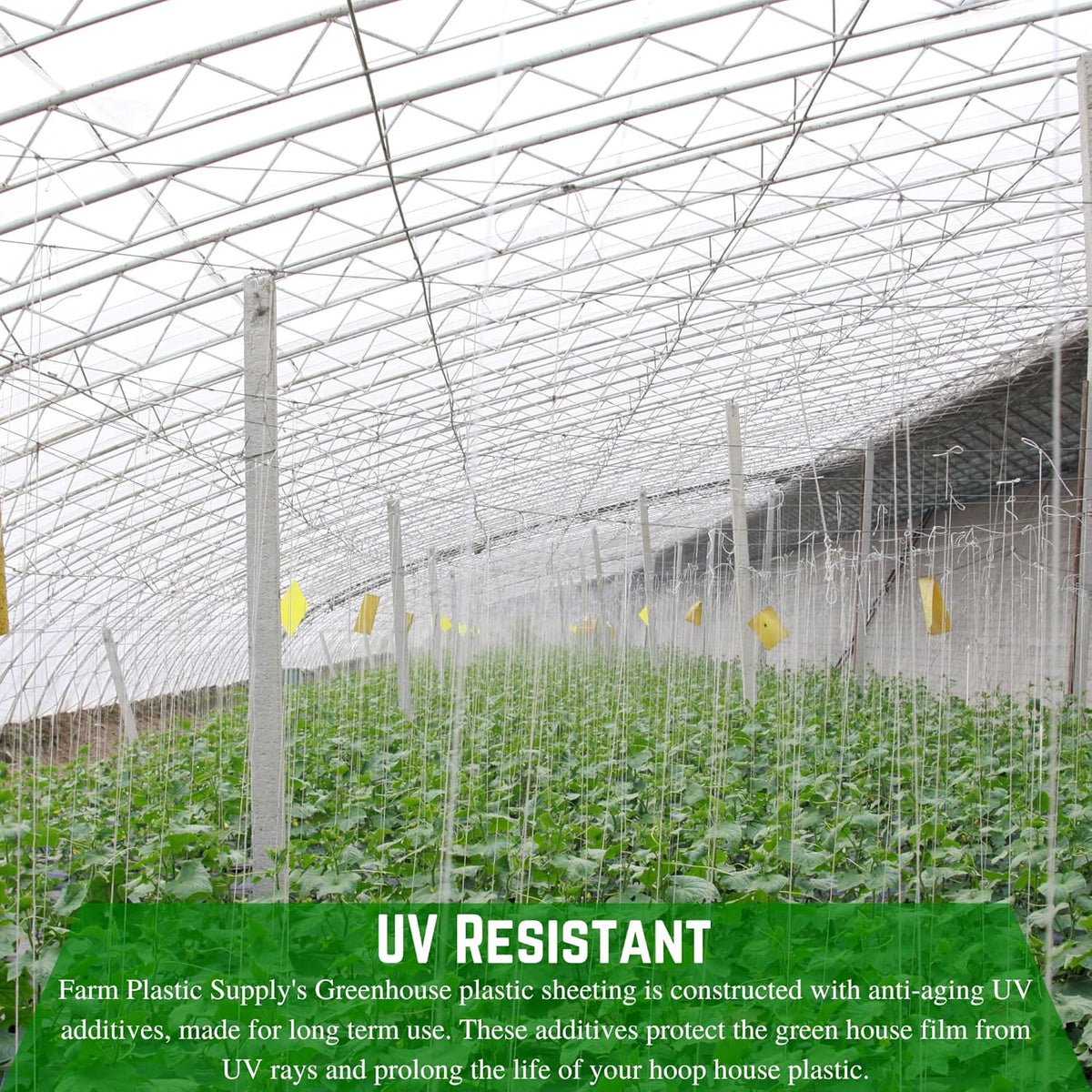 Farm Plastic Supply - String Reinforced 4 Year UV Resistant 10 mil Clear Greenhouse Plastic