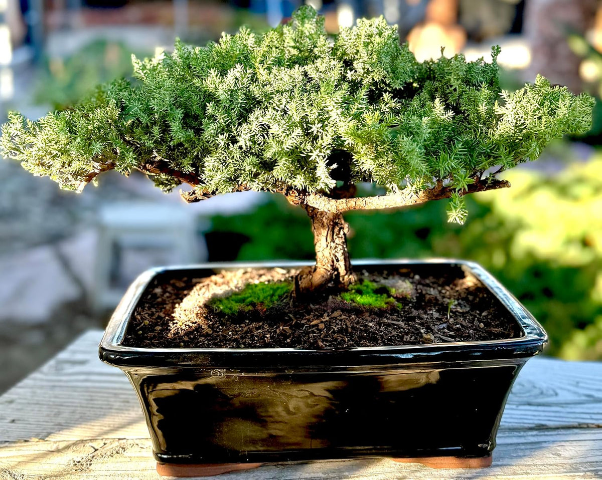 Live Dwarf Juniper Bonsai Tree 15+Years Old | Juniper or Jade Bonsai Tree | Indoor/Outdoor | 100%