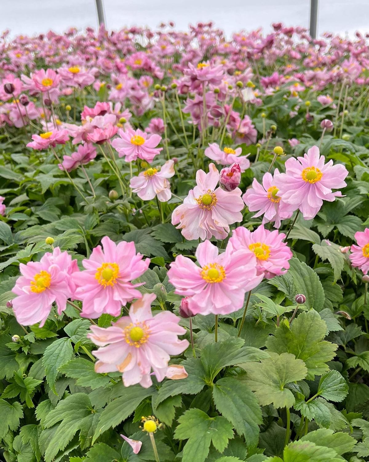 Perennial Farm Anemone x Hybrida Fantasy™ 'Pocahontas' – Live Windflower in #1 Container