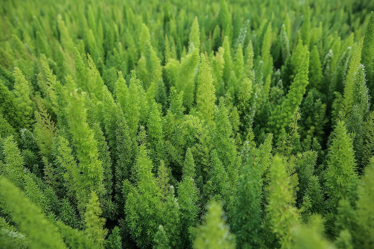 Foxtail Fern Plant - Live Asparagus Fern - 3 Gallon Pot - Overall Height 20" to 24" - Tropical