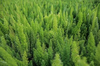 Foxtail Fern Plant - Live Asparagus Fern - 3 Gallon Pot - Overall Height 20" to 24" - Tropical
