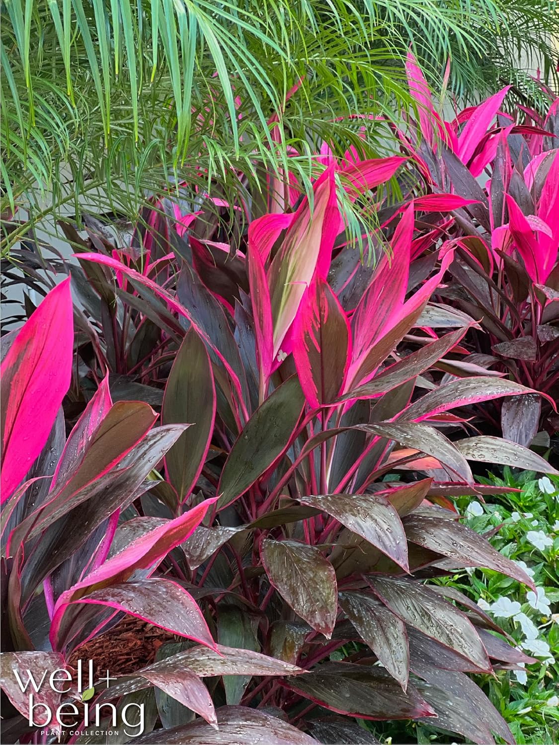 Cordyline Fruticosa, Red Sister, Ti Plant, Live Plant 25-30 in. Tall in Grower Pot by Nature's Way