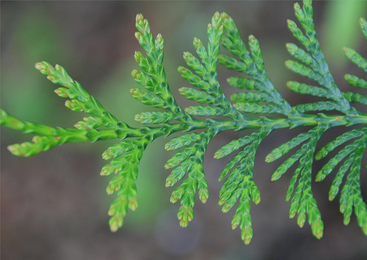 Two Pack of Green Giant Arborvitae Trees - Fast Growing Evergreen - 2 Live Plants Shipped 1 to 2