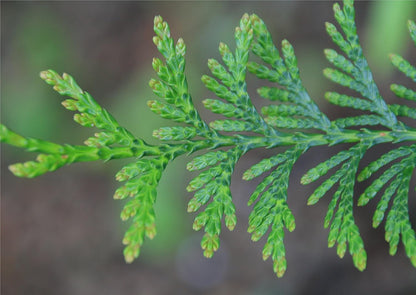 Two Pack of Green Giant Arborvitae Trees - Fast Growing Evergreen - 2 Live Plants Shipped 1 to 2