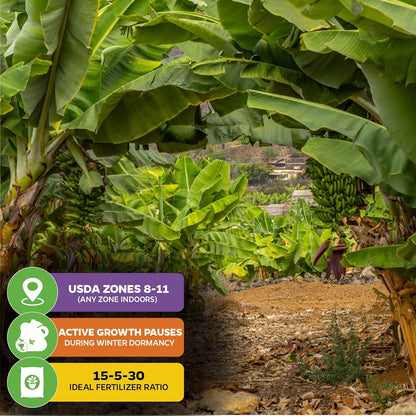 Dwarf Cavendish Banana Plant Live Tree - Musa by Wellspring Gardens – Starter Plant for Indoor and