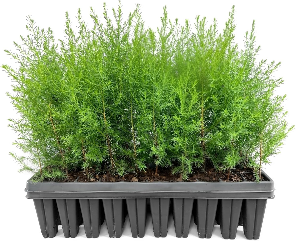 Southern Red Cedar | 40 Live Plants | Juniperus Virginiana Silicicola | Evergreen Privacy Trees |
