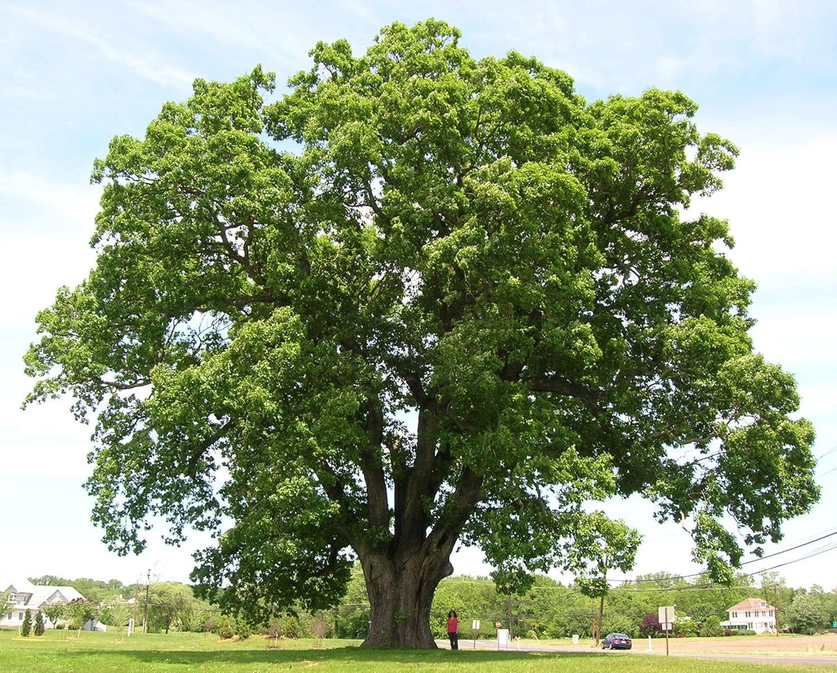 White Oak Tree Seedlings for Planting - 1 Yr Old Seedlings of Quercus alba (5 White Oak Trees) - No
