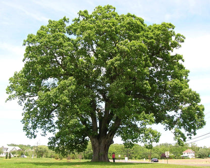 White Oak Tree Seedlings for Planting - 1 Yr Old Seedlings of Quercus alba (5 White Oak Trees) - No