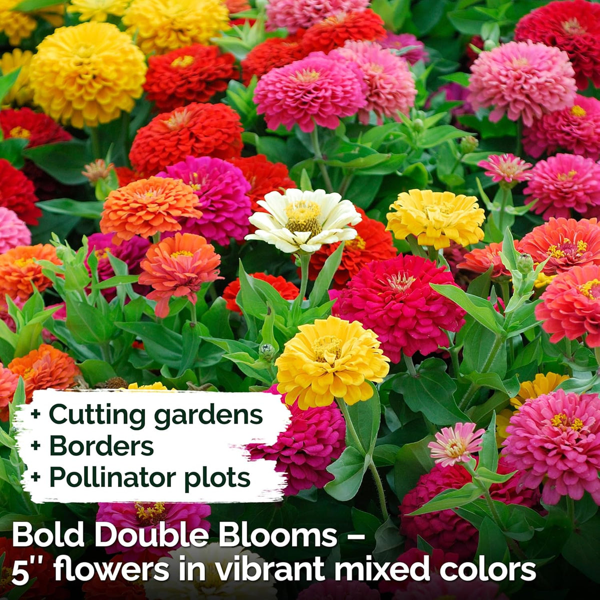 KVITER 550 Dahlia Zinnia Seeds for 2025 Mix (Zinnia Elegans) – Double Blooms, Heirloom & Organic