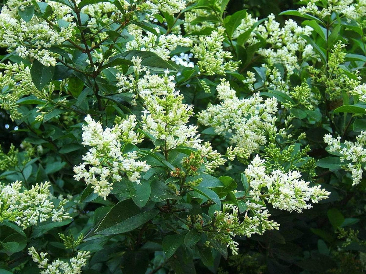 Curled Leaf Privet - Ligustrum Japonicum Recurvifolium - 30 Live Plants - Evergreen Flowering