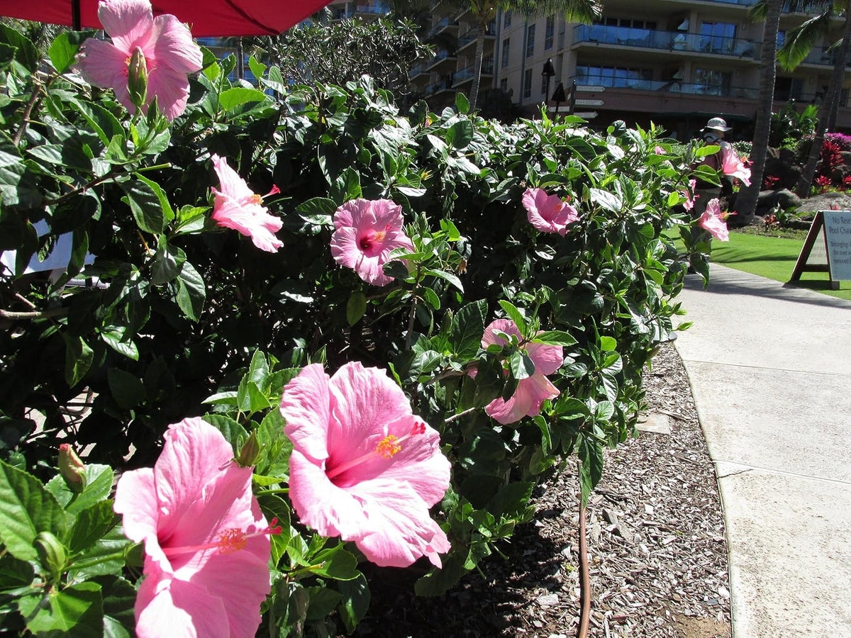 Pink Hibiscus. rosa-sinensis. Live Plant - Tropical Blooming Hibiscus, Pretty Flowers, Used in Tea