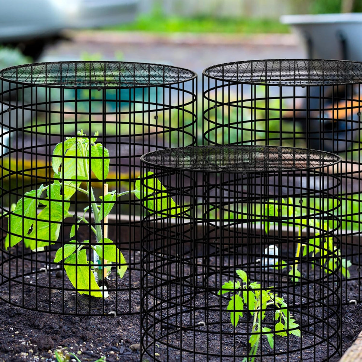 Hi Sasara 5 Sets Wire Plant Protectors Cage with Staples,11.8" Dia x 11.8" H,Plant Protector with