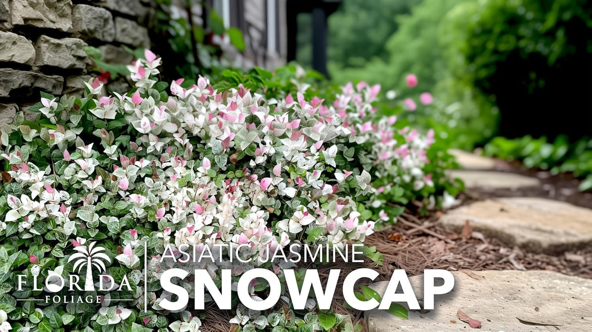 Asiatic Jasmine 'Snowcap' | 1 Large Gallon Size Plant | Trachelospermum Asiaticum Snowcap |
