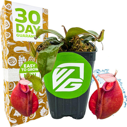 Lady Luck Carnivorous Pitcher Plant - Wellspring Gardens Starter Plant - Nepenthes Ampullaria x