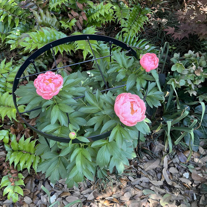 Large Peony Cages and Supports 18.9"x23.6" - Durable Round Garden Flower Rings | Tall Plant Support