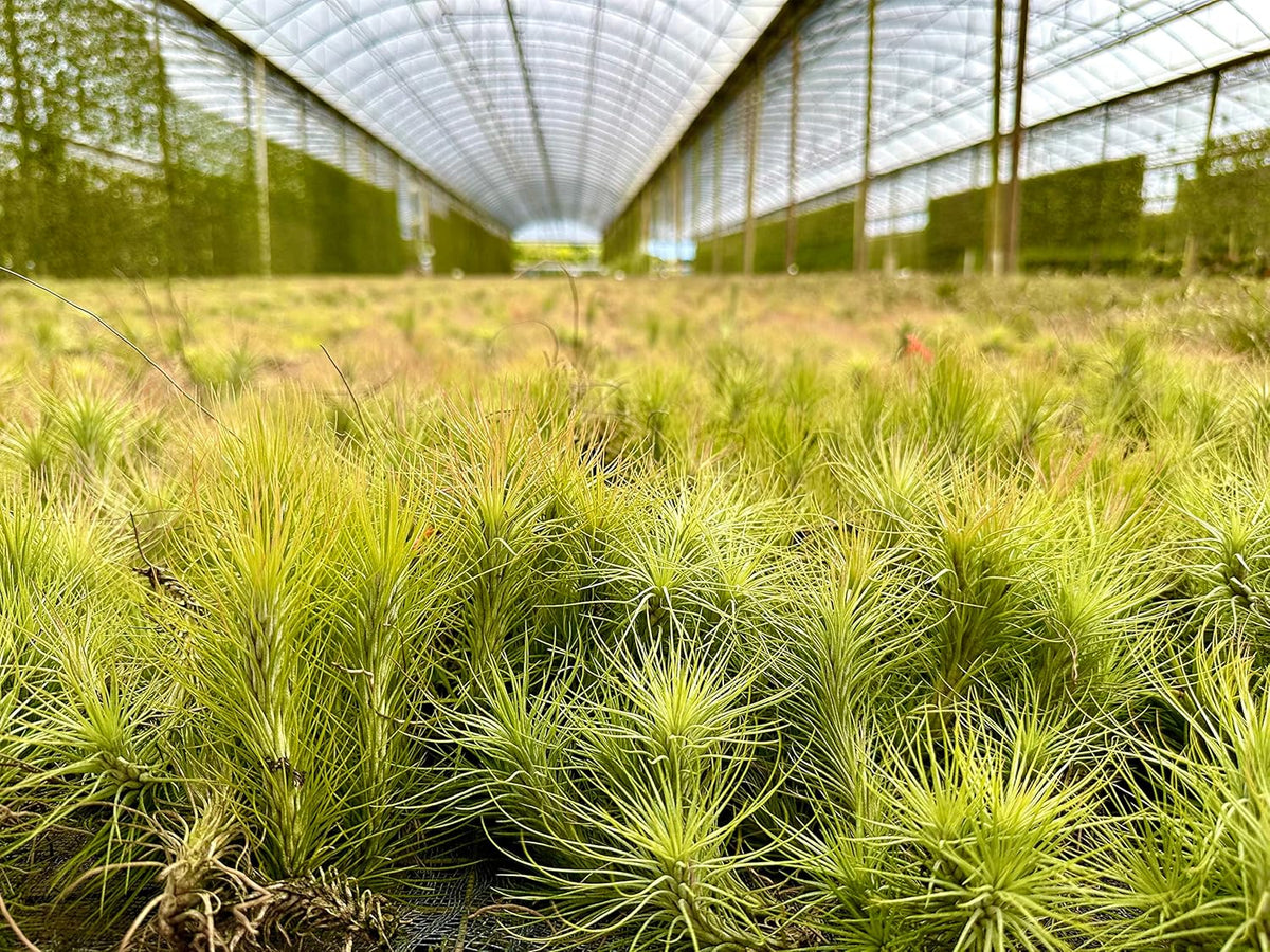 ragnaroc Air Plants - Tillandsia Funckiana, Large 5" - 3ct - Live Arrival Guaranteed - House Plants