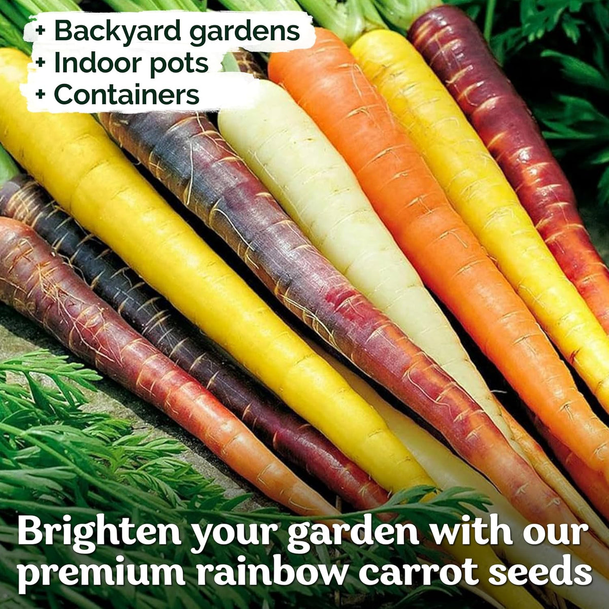 KVITER 1,000 Rainbow Carrot Seeds (Daucus Carota) - Baby Carrots Mix, Sweet & Tender Taste