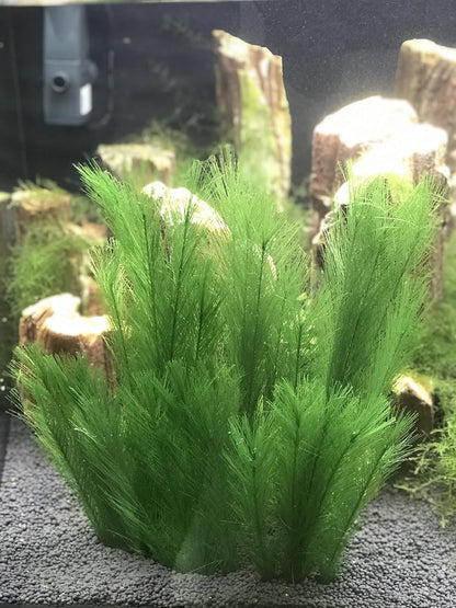 BEGONDIS Aquarium Decorations 5Pcs Fish Tank Artificial Green Water Plants Made of Silk Fabrics