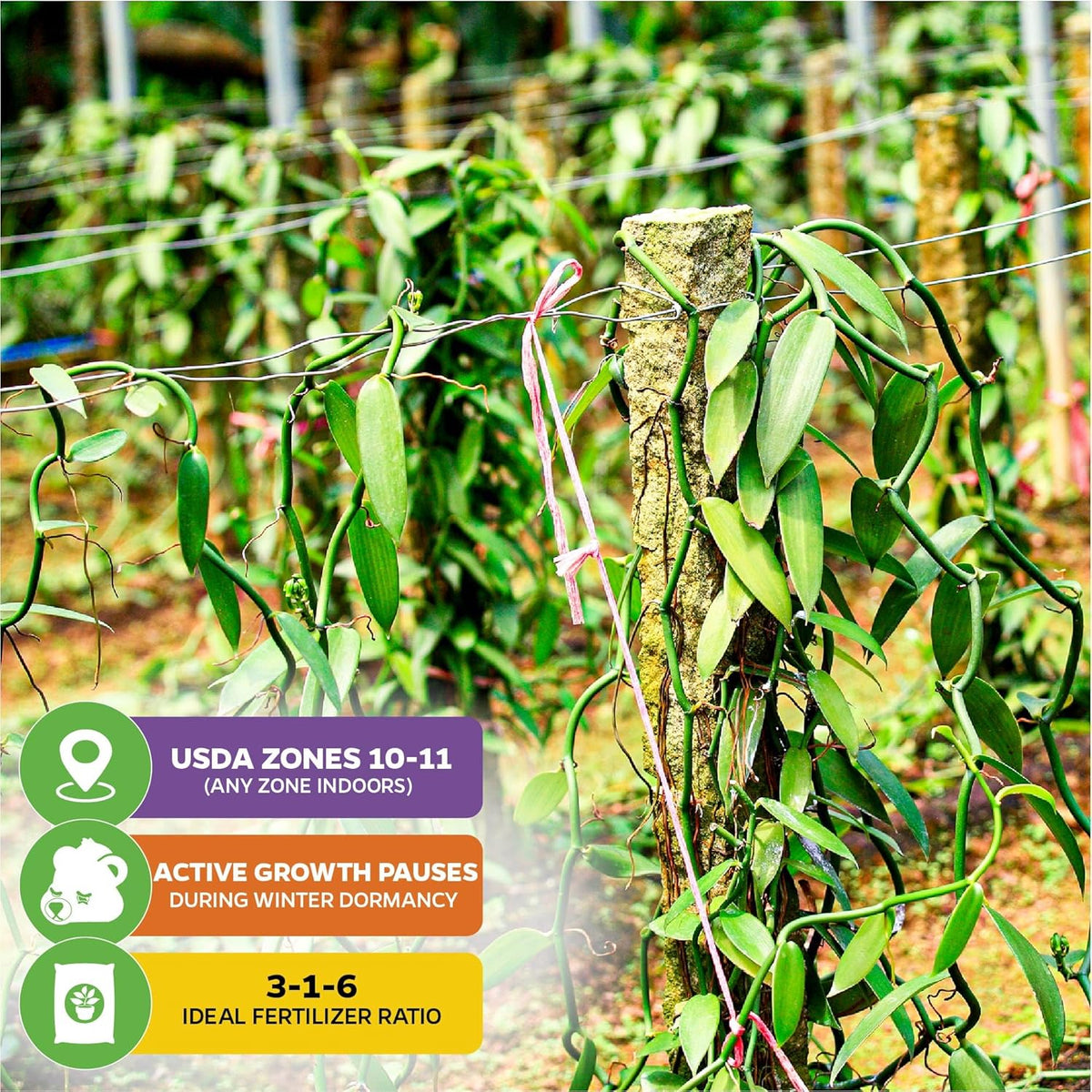Vanilla Bean Orchid Live Plant (2-Pack) - Vanilla planifolia by Wellspring Gardens - Fragrant