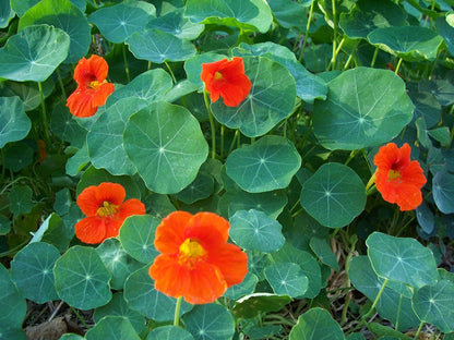 Clovers Garden Nasturtium Plants – Two (2) Live Plants – Non-GMO - Not Seeds - Each 4" to 8" Tall