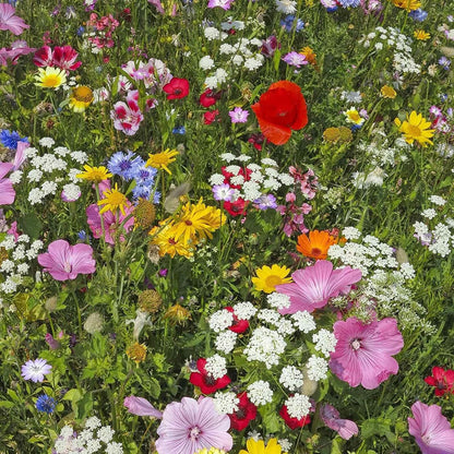 Wildflower Seeds Shaker - Hummingbird and Butterfly Mix - 100,000+ Wild Flower Seeds - in Beautiful