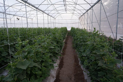 4-Feet by 4920-Feet Professional Grade Vegetable Support Trellis Netting Roll/Scrog Net Roll, (48"