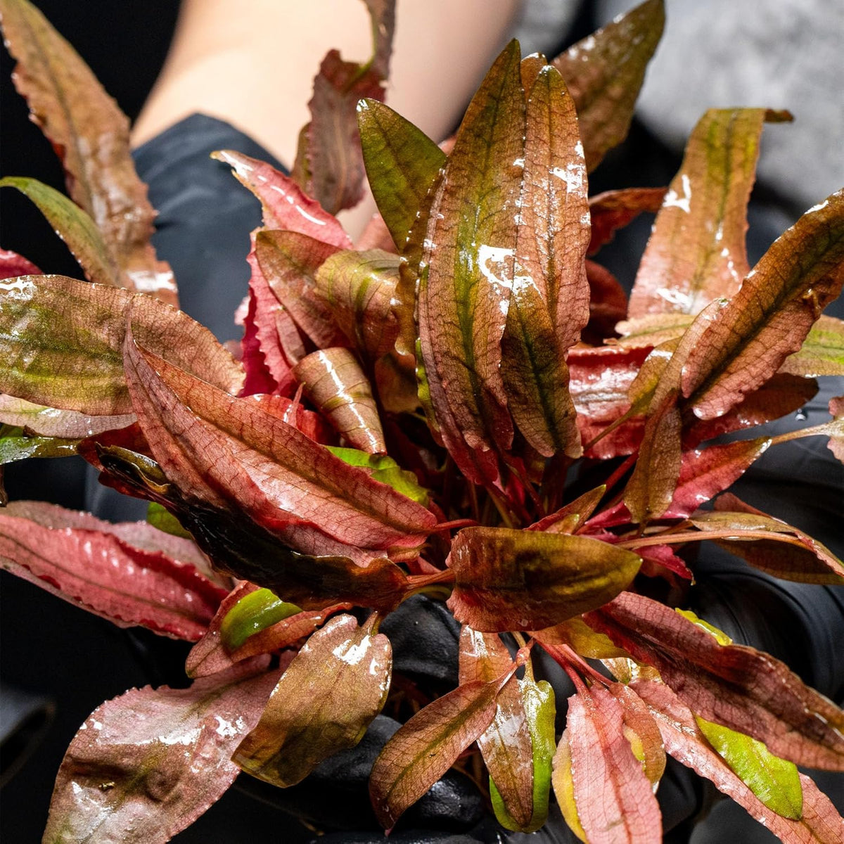 Ultum Nature Systems Cryptocoryne Wendtii Brown (Indonesian) Tissue Culture Live Plant for