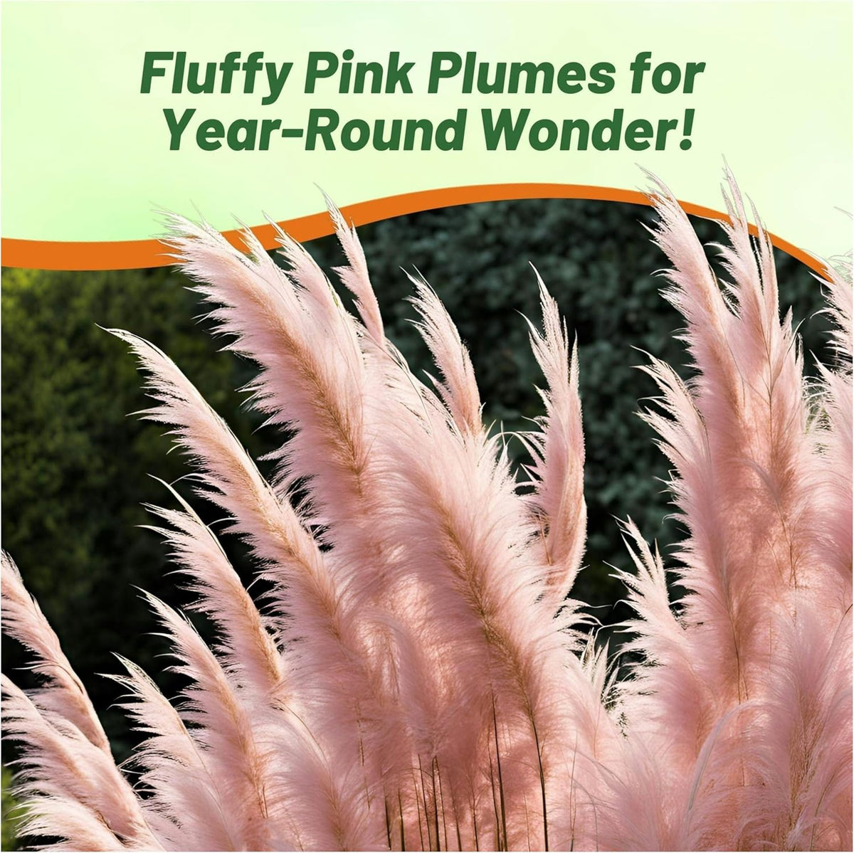 Outsidepride Pink Pampas Grass Seeds – 2,000 Pcs. Perennial, Drought-Tolerant Ornamental Grass for