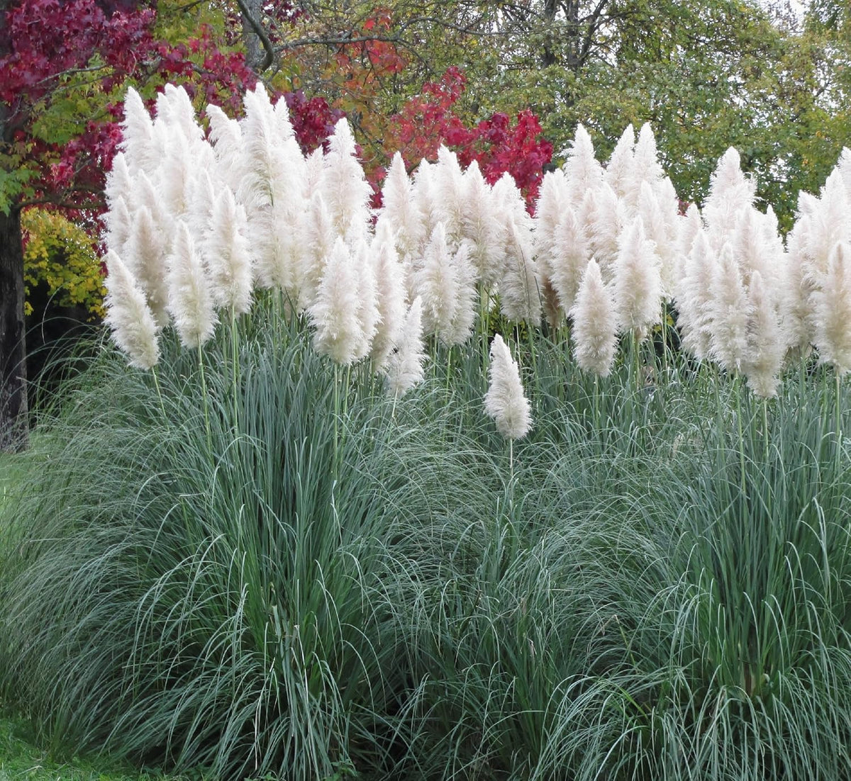 Outsidepride White Pampas Grass Seeds – 1,000 Pcs. Perennial, Drought-Tolerant Ornamental Grass for