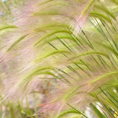 Outsidepride 2000 Seeds Perennial Hordeum Jubatum Foxtail Barley Ornamental Grass Seed for Planting