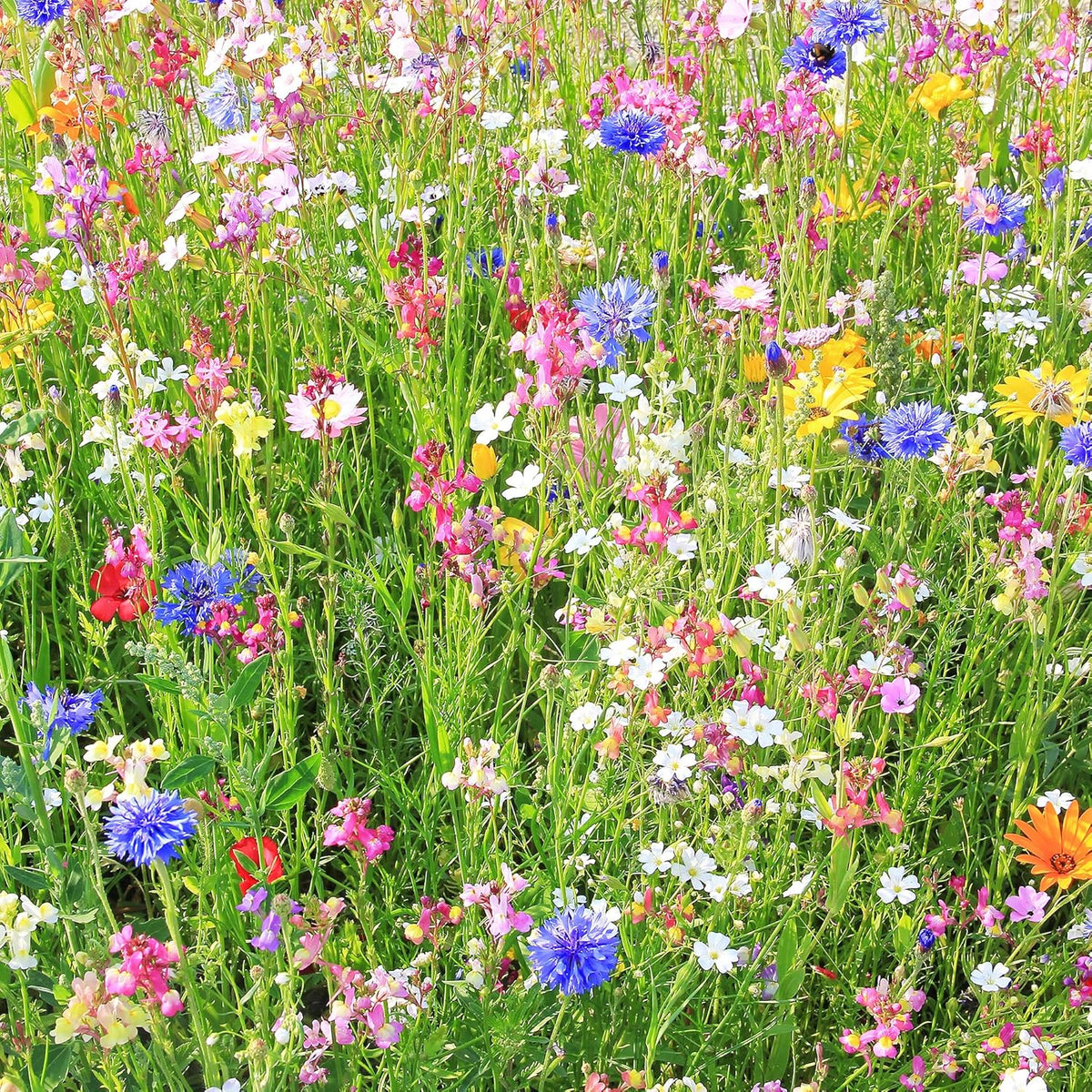 Southwestern Wildflower Seeds Bulk – 1/4 lb, 160,000+ Seeds – Native Desert Flower Mix – Annual &