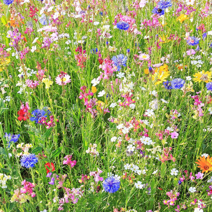 Southwestern Wildflower Seeds Bulk – 1/4 lb, 160,000+ Seeds – Native Desert Flower Mix – Annual &