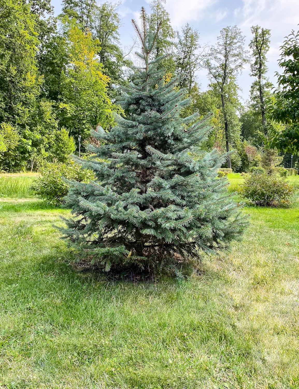 White Spruce Live Tree Seedlings | 6"-12" | Arbor Day Foundation (5-Pack)